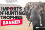 Trophy Hunting